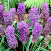 Мускари Comosum Plumosum