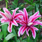 Лилия Magic Star