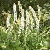 Клопогон простой White Pearl