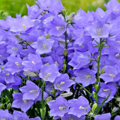Колокольчик персиколистный Earlion Deep Blue