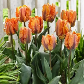 Тюльпан Orange Rococo