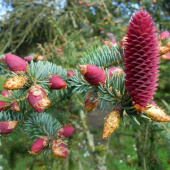 Ель лидзянская var. rubescens