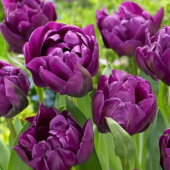 Тюльпан Purple Peony