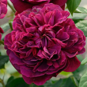 Роза Английская кустовая William Shakespeare