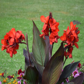 Канна  Black Knight