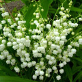 Ландыш