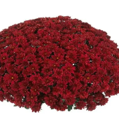 Хризантема мелкоцветковая Baby mum red