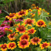 Гайлардия гибридная Mesa Bright Color