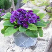 Примула махровая Purple Storm