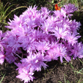 Колхикум Waterlily