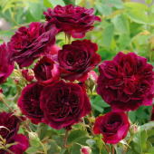 Роза английская кустовая Munstead Wood