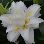 Лилия Roselily Zeta