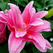 Лилия Roselily Olympia