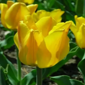 Тюльпан ботанический Golden Tango