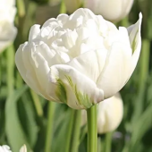 Тюльпан Махровый Up White
