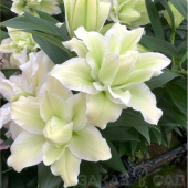 Лилия Roselily Joella