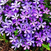 Флокс шиловидный Fabulous Blue Violet