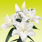 Лилия Roselily Jacintha