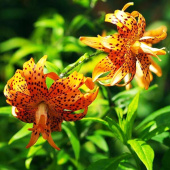 Лилия Flora Plena