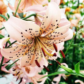 Лилия Pink Giant