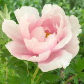 Пион Древовидный Light Pink