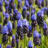 Мускари Latifolium