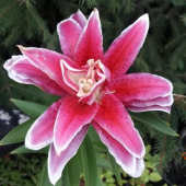 Лилия Roselily Tatsjana