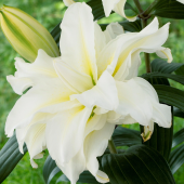 Лилия Roselily Irvana