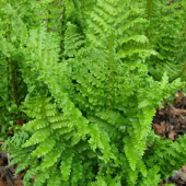 Щитовник мужской Crispa Cristata