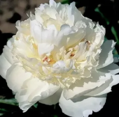 Пион Bridal Grace