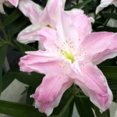 Лилия Lotus Queen