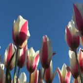 Тюльпан триумф Spring Surprise
