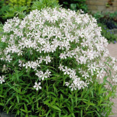 Флокс растопыренный White Perfume