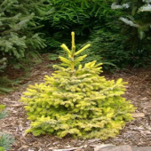 Ель ситхинская Aurea