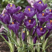 Крокус крупноцветковый Flower Record