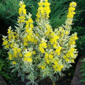 Вербейник точечный Golden Alexander