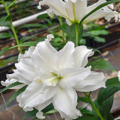 Лилия Roselily Petronella