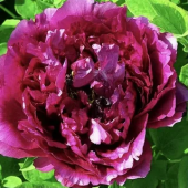 Пион Древовидный  Big Deep Purple