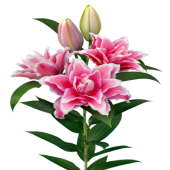 Лилия Roselily Bianca