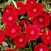 Гвоздика китайская Coronet scarlet
