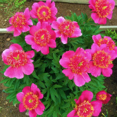 Пион лекарственный Anemoneflora