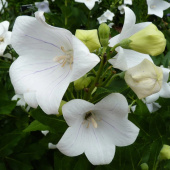 Платикодон Album White