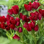Тюльпан Wallflower