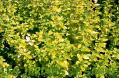 Душица обыкновенная Yellow leaves