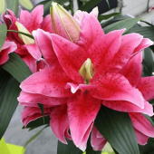 Лилия Roselily Dalinda