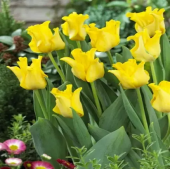 Тюльпан Yellow Crown