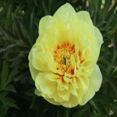 Пион ИТО Yellow Waterlily