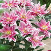 Лилия Roselily Natascha