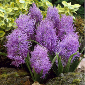Мускари Plumosum