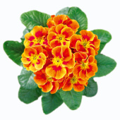 Примула Hethor Tagetes Orange